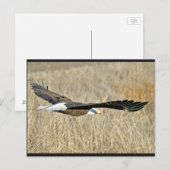 Briefkaart van American Bald Eagle III (Voorkant / Achterkant)
