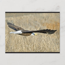 Briefkaart van American Bald Eagle III