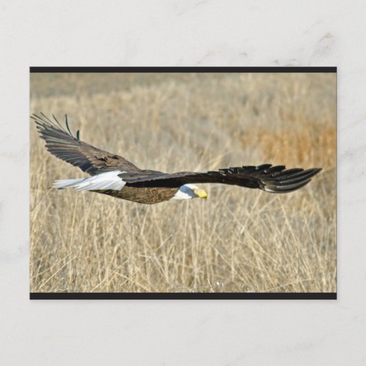 Briefkaart van American Bald Eagle III (Voorkant)