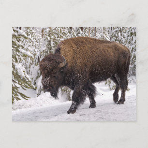 Briefkaart van American Bison (Bison bison)