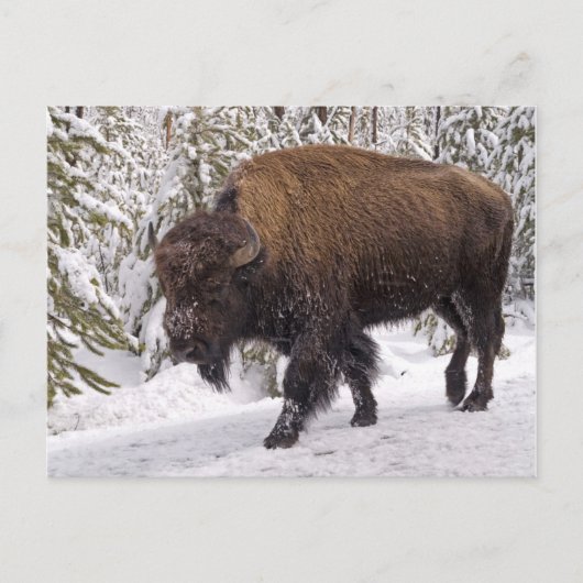 Briefkaart van American Bison (Bison bison) (Voorkant)