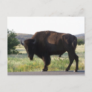 Briefkaart van American Bison Oklahoma