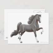 Briefkaart van Amerikaanse zadelpaars (Voorkant / Achterkant)