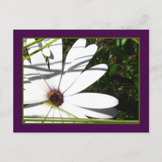 Briefkaart van Amethyst en White Petals