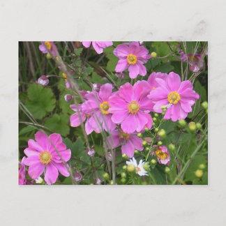 Briefkaart van Anemones