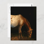 Briefkaart van Appaloosa Horse (Voorkant / Achterkant)