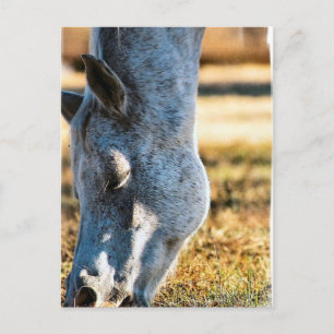 Briefkaart van Appaloosa-paarden