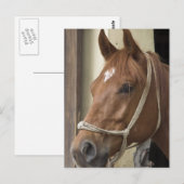 Briefkaart van Arabische paarden (Voorkant / Achterkant)