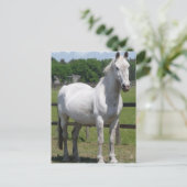 Briefkaart van Arabische paarden (Staand voorkant)