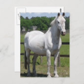 Briefkaart van Arabische paarden (Voorkant / Achterkant)