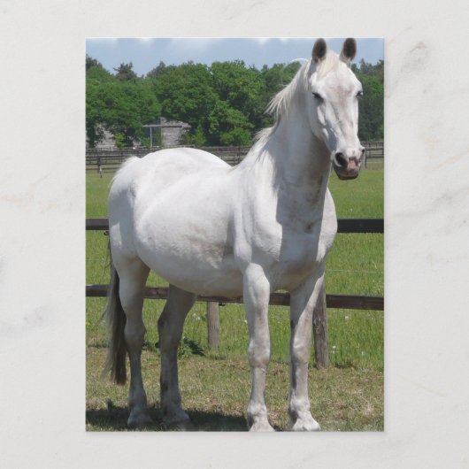 Briefkaart van Arabische paarden (Voorkant)