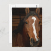 Briefkaart van Arabische paarden (Voorkant / Achterkant)