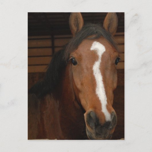 Briefkaart van Arabische paarden (Voorkant)