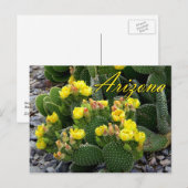 Briefkaart van Arizona, Prickly Pear Cactus (Voorkant / Achterkant)
