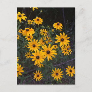Briefkaart van Arkansas Wildflower Black-Eyed Susa