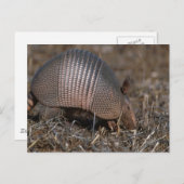 Briefkaart van Armadillo (Voorkant / Achterkant)