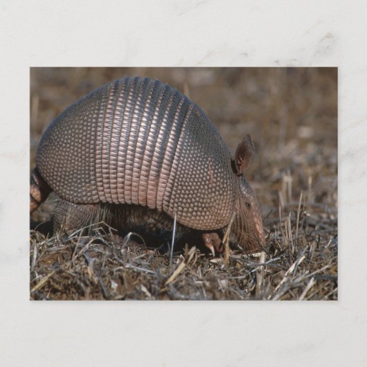 Briefkaart van Armadillo (Voorkant)