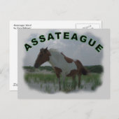 Briefkaart van Assateague (Voorkant / Achterkant)
