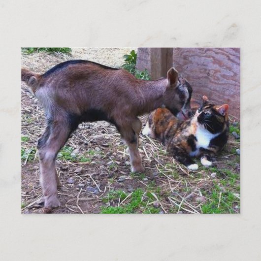 Briefkaart van baby (Voorkant)