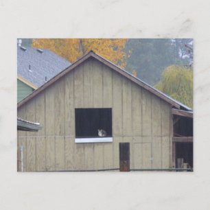 Briefkaart van Barn Kat