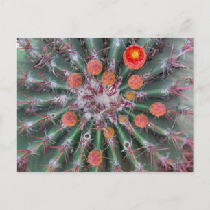 Briefkaart van Barrel Cactus (Arizona)