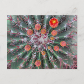Briefkaart van Barrel Cactus (Arizona)