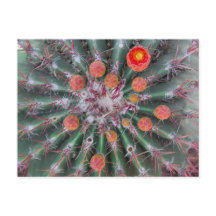 Briefkaart van Barrel Cactus (Arizona)