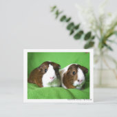 Briefkaart van Beauful Guinea Pig (Staand voorkant)