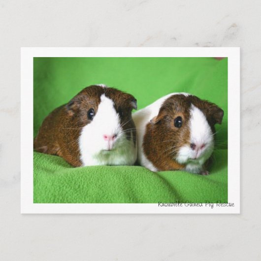 Briefkaart van Beauful Guinea Pig (Voorkant)