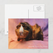 Briefkaart van Beauful Guinea Pig (Voorkant / Achterkant)