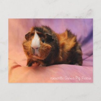 Briefkaart van Beauful Guinea Pig