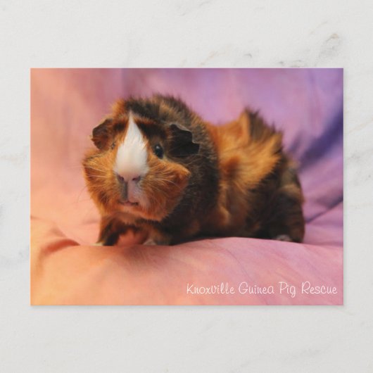 Briefkaart van Beauful Guinea Pig (Voorkant)
