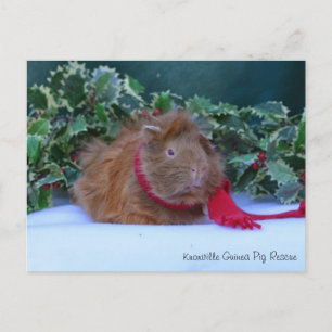 Briefkaart van Beauful Winter Guinea Pig
