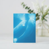 Briefkaart van Beluga Whales (Staand voorkant)