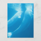 Briefkaart van Beluga Whales (Voorkant)