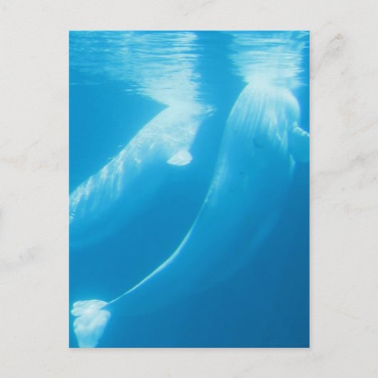 Briefkaart van Beluga Whales (Voorkant)