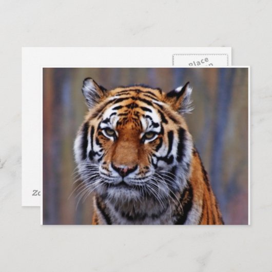 Briefkaart van Bengal Tiger (Voorkant / Achterkant)