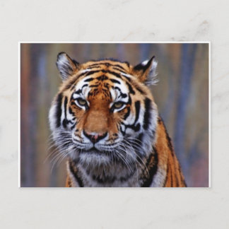 Briefkaart van Bengal Tiger