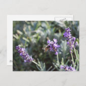 Briefkaart van bijen (Voorkant / Achterkant)