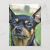 Briefkaart van Black en Brown Chihuahua (Voorkant)
