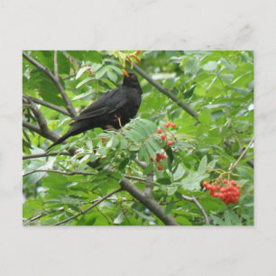 Briefkaart van Blackbird en Berries