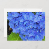 Briefkaart van blauwe hydrangea (Voorkant / Achterkant)