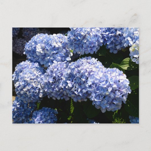 Briefkaart van blauwe hydrangea (Voorkant)