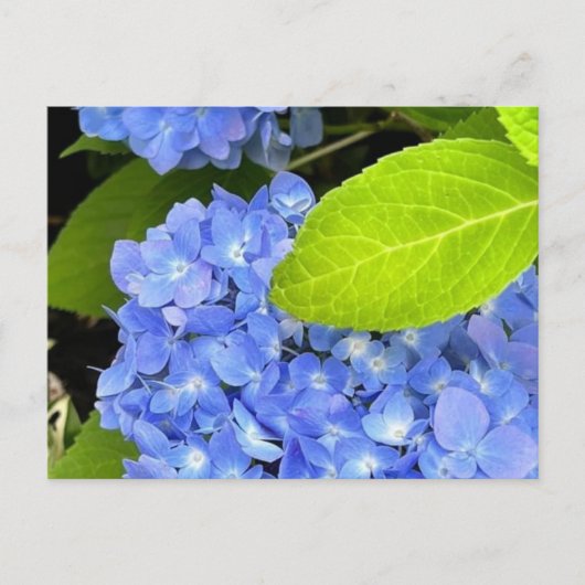 Briefkaart van blauwe hydrangea (Voorkant)