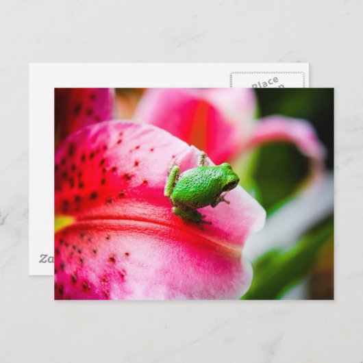 Briefkaart van boomkikker (Voorkant / Achterkant)