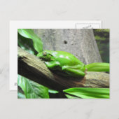 Briefkaart van boomkikker (Voorkant / Achterkant)