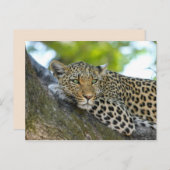 briefkaart van boomluipaard (Voorkant / Achterkant)