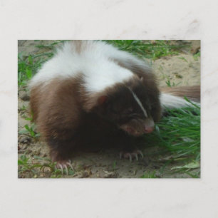Briefkaart van bruine en witte stinkdieren