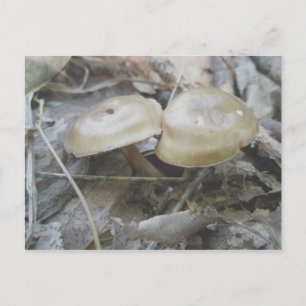Briefkaart van bruine paddenstoelen