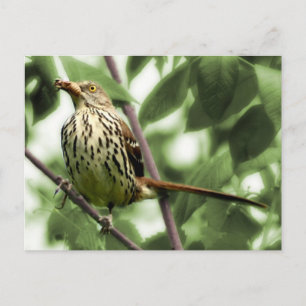 Briefkaart van bruine Thrasher